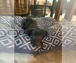 Small #1 Labrador Retriever Mix