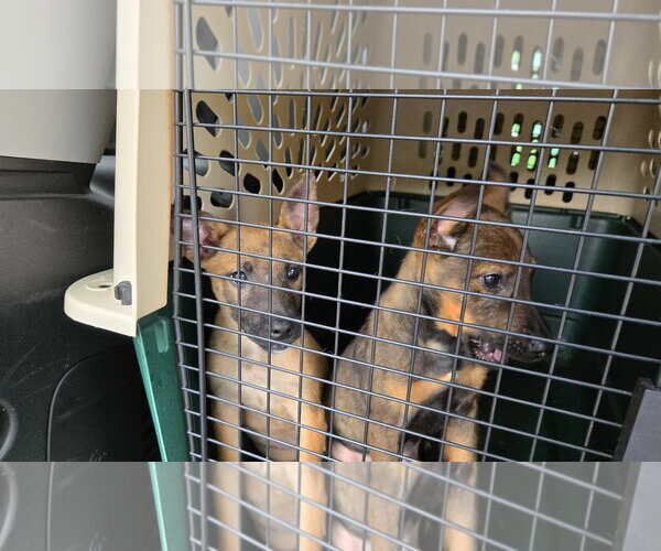Medium Photo #7 German Shepherd Dog-Unknown Mix Puppy For Sale in Centreville, VA, USA