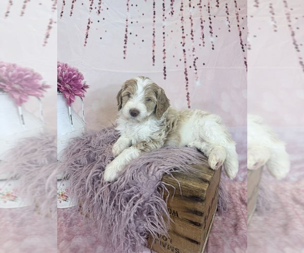 Medium Photo #54 Aussie-Poo-Goldendoodle Mix Puppy For Sale in COMMERCE, MI, USA