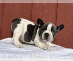 Small Photo #12 French Bulldog Puppy For Sale in SAINT CLAIR, MI, USA