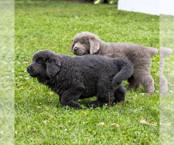 Medium Photo #3 Newfoundland Puppy For Sale in KINZERS, PA, USA