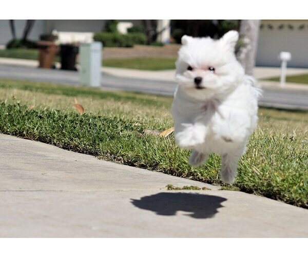 Medium Photo #7 Maltese Puppy For Sale in FULLERTON, CA, USA