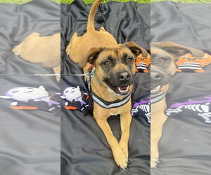 Labrador Retriever-Unknown Mix Dogs for adoption in Royal Palm Beach, FL, USA