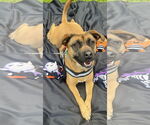 Small Photo #1 Labrador Retriever-Unknown Mix Puppy For Sale in Royal Palm Beach, FL, USA