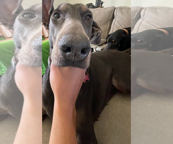 Medium Photo #3 Doberman Pinscher Puppy For Sale in Buffalo, MN, USA