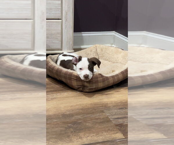 Medium Photo #9 Mutt Puppy For Sale in Mooresville, NC, USA