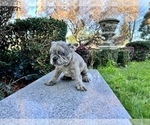 Small Photo #167 French Bulldog Puppy For Sale in HAYWARD, CA, USA