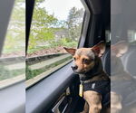 Small #2 Chihuahua Mix