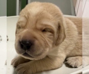 Labrador Retriever Puppy for sale in LIBERTY, SC, USA
