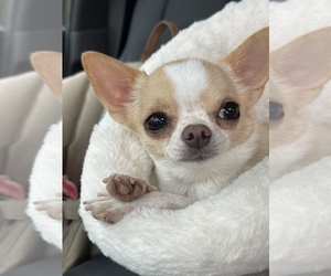 Chihuahua Puppy for sale in RIVER RIDGE, LA, USA