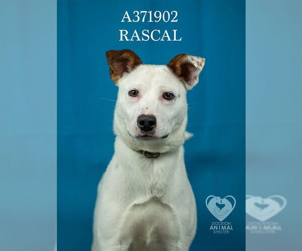 Medium Photo #3 Texas Heeler Puppy For Sale in Stockton, CA, USA