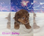Small #1 Yorkipoo