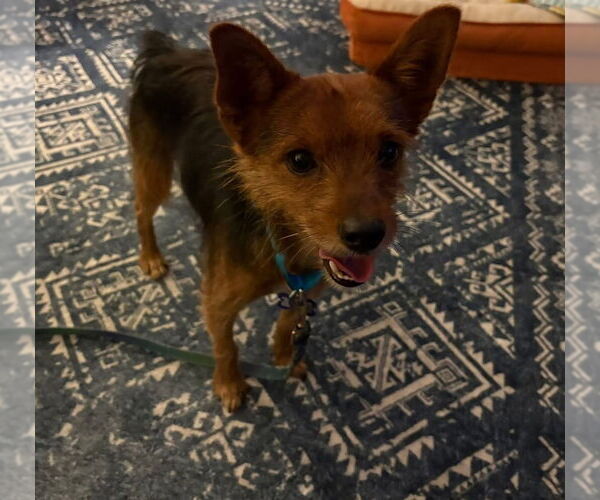 Medium Photo #9 Mutt Puppy For Sale in Oak Bluffs, MA, USA