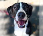 Small #1 Labrador Retriever Mix