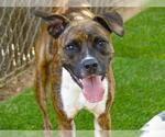 Small #1 American Pit Bull Terrier