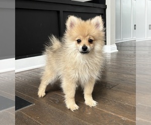 Pomeranian Puppy for sale in FRANKLIN, IN, USA