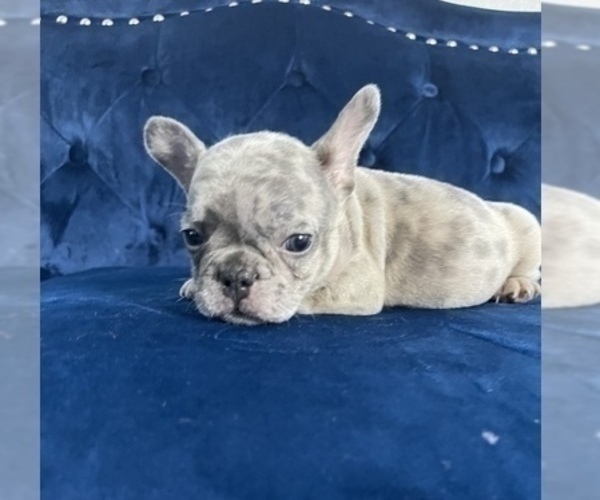 Medium Photo #43 French Bulldog Puppy For Sale in EMPIRE STATE, NY, USA