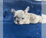 Small Photo #43 French Bulldog Puppy For Sale in EMPIRE STATE, NY, USA