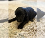 Puppy Puppy 7 Labradoodle