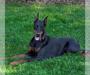 Mother of the Doberman Pinscher puppies born on 03/02/2026
