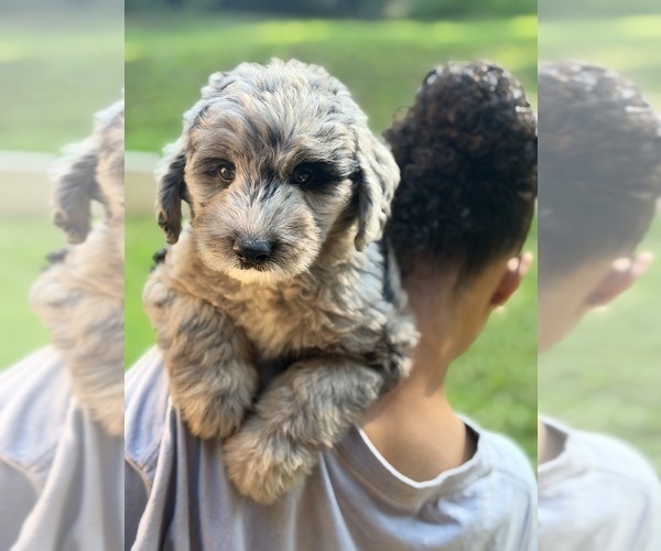 Medium Photo #3 Sheepadoodle Puppy For Sale in CLEMSON, SC, USA