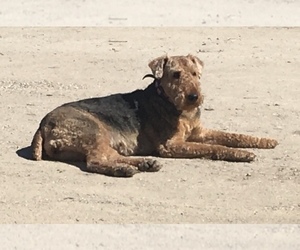 Mother of the Airedale Terrier puppies born on 05/23/2021