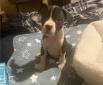 Small #4 American Pit Bull Terrier