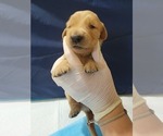 Small #4 Golden Retriever