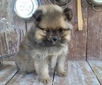 Image preview for Ad Listing. Nickname: Katie