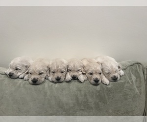 English Cream Golden Retriever Puppy for sale in WOODLAND HILLS, CA, USA