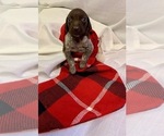 Small Photo #7 German Shorthaired Pointer Puppy For Sale in CONCORDIA, KS, USA