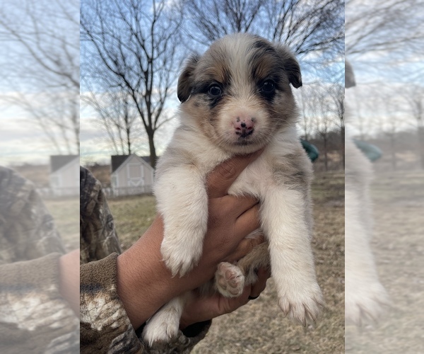 Medium Photo #1 Australian Shepherd Puppy For Sale in TOLEDO, IL, USA