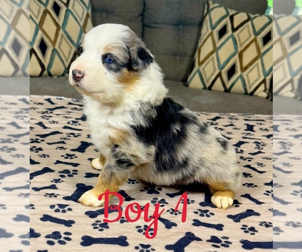 Medium Photo #3 Australian Shepherd Puppy For Sale in SALISBURY, NC, USA