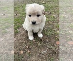 Small #2 Newfoundland-Samoyed Mix