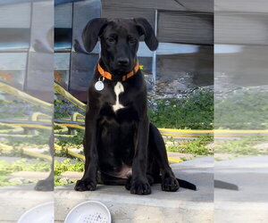 Labrador Retriever-Unknown Mix Dogs for adoption in Salt Lake City, UT, USA