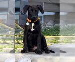 Cody - Male Labrador Retriever-Unknown Mix Dog for Adoption - Small photo