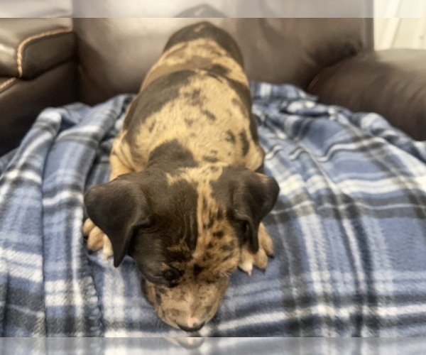 Medium Photo #50 American Bully Puppy For Sale in REESEVILLE, WI, USA