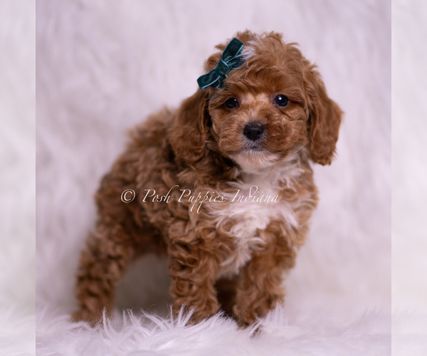Medium Photo #4 Poodle (Toy) Puppy For Sale in WARSAW, IN, USA