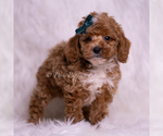 Small Photo #27 Poodle (Toy) Puppy For Sale in WARSAW, IN, USA