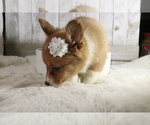 Small Photo #4 Aussie-Corgi Puppy For Sale in STAFFORD, VA, USA