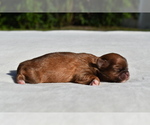 Small #1 Shih Tzu