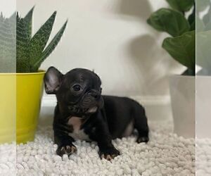 French Bulldog Puppy for sale in JOHNS ISLAND, SC, USA