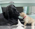 Small Photo #2 Labrador Retriever Puppy For Sale in LIBERTY, SC, USA