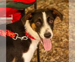 Small #2 Mutt