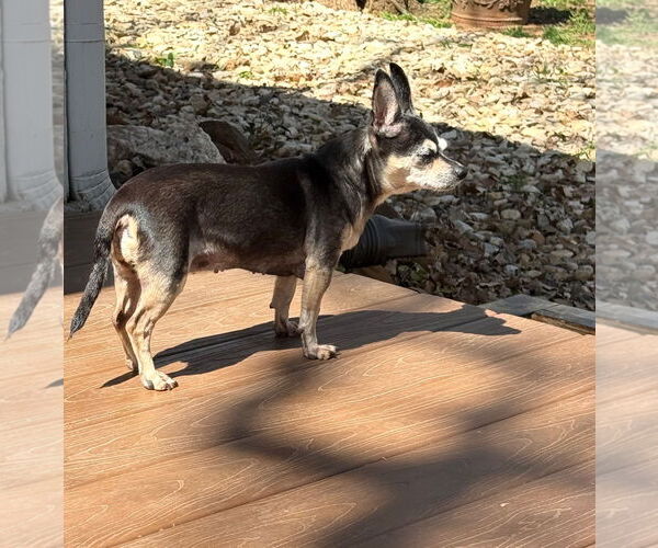 Medium Photo #3 Chihuahua-Unknown Mix Puppy For Sale in Euless, TX, USA