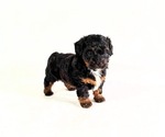 Puppy June Aussiedoodle Miniature