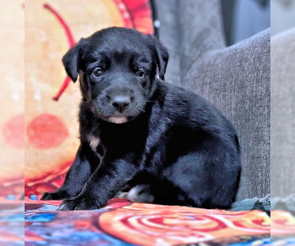 Medium Photo #2 Golden Retriever-Unknown Mix Puppy For Sale in Rutherfordton, NC, USA