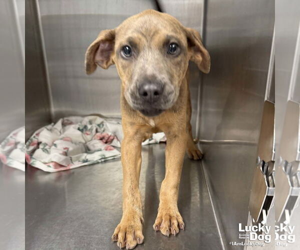 Medium Photo #5 Boxer-Unknown Mix Puppy For Sale in Washington, DC, USA