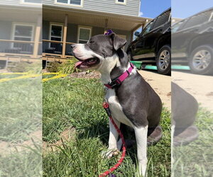 Mutt Dogs for adoption in Candler, NC, USA