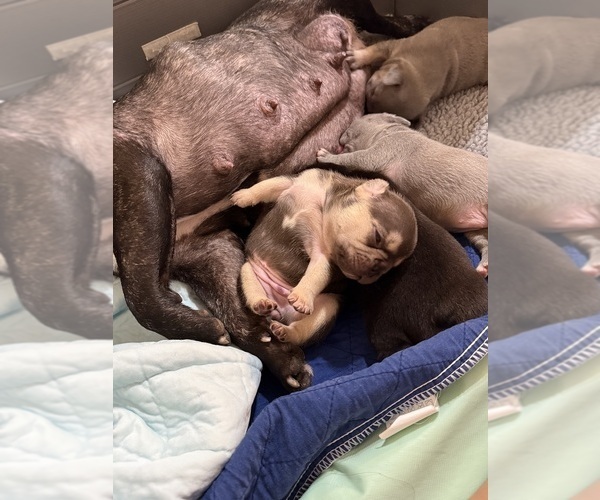 Medium Photo #3 French Bulldog Puppy For Sale in BIG RAPIDS, MI, USA